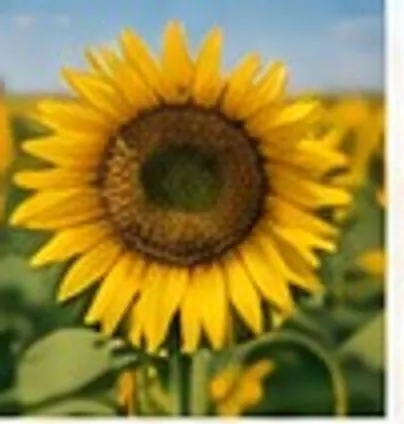 Girasol