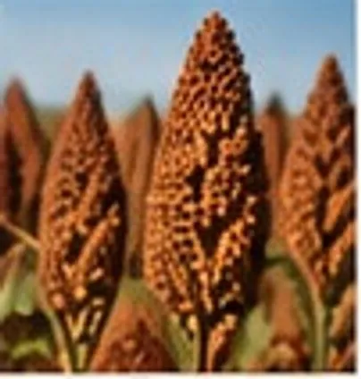 Sorgo