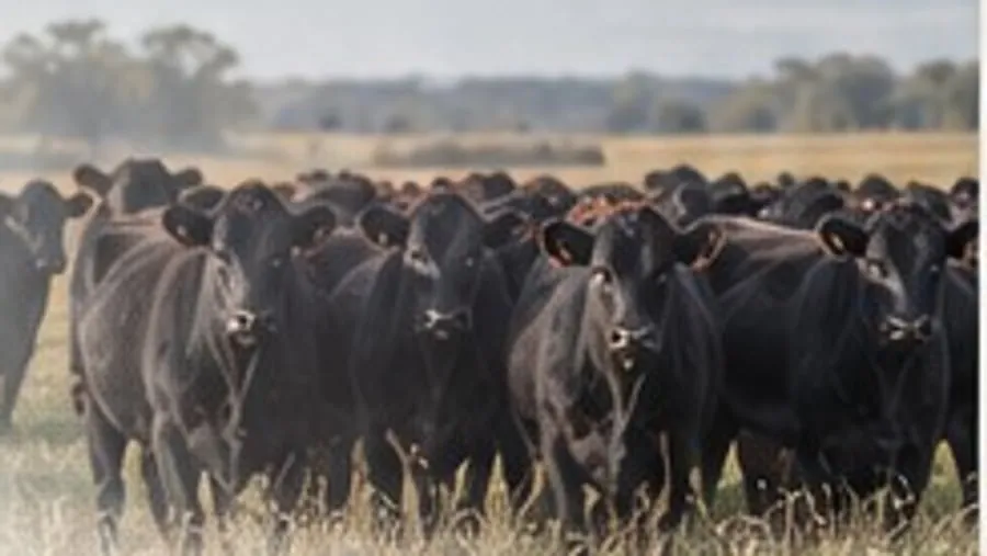 Lote de terneros Angus en recría a campo