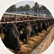Novillos en el comedero del feedlot